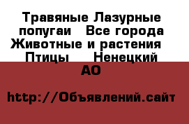 Травяные Лазурные попугаи - Все города Животные и растения » Птицы   . Ненецкий АО